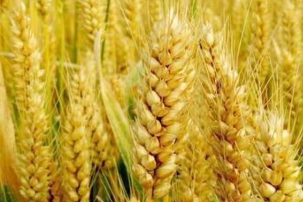 农友17号小麦种子简介，每亩适宜基本苗18～22万