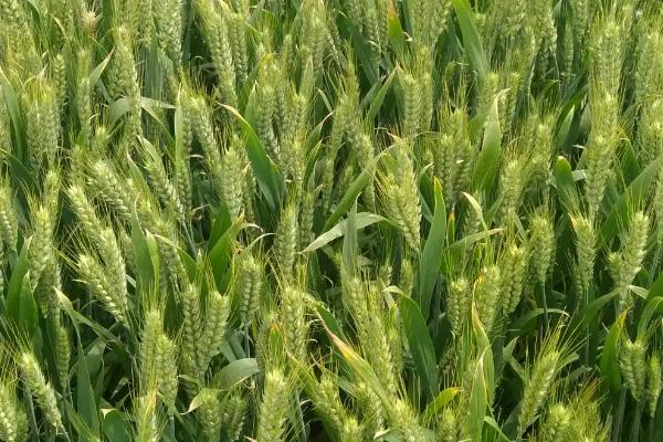 海纳麦69小麦种子简介，半冬性品种