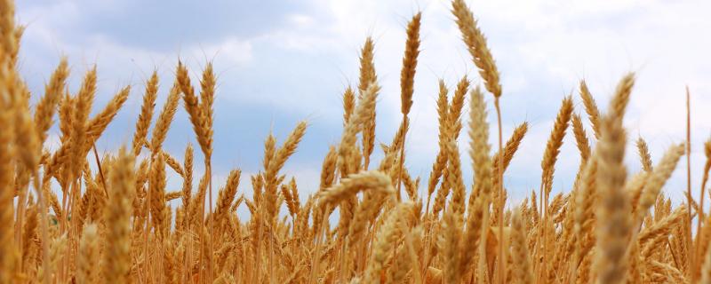 金麦2号小麦种子特征特性，每亩适宜基本苗18～24万