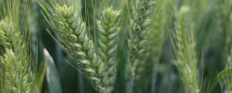 轮选122小麦种子特点，半冬性品种
