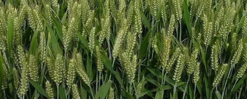周麦45号小麦品种简介，半冬性品种