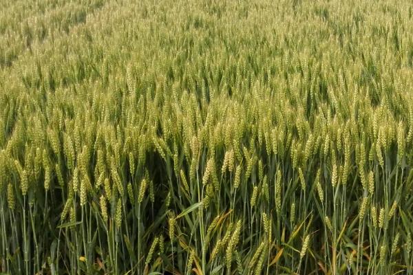 华夏20小麦品种的特性，适宜播种期10月上中旬