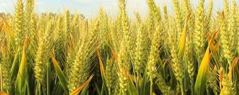 百麦589小麦种子特点，每亩适宜基本苗12～18万