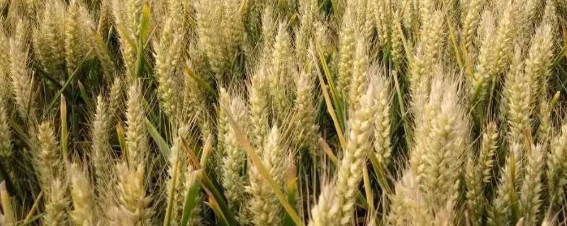 豫农904小麦种简介，适宜播种期10月上中旬