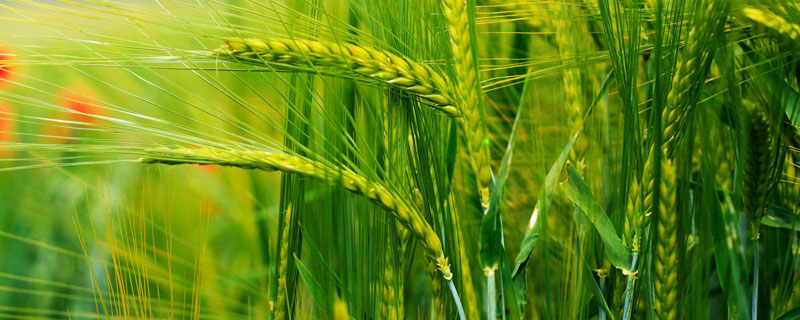 偃高159小麦种子特征特性，每亩适宜基本苗16～20万