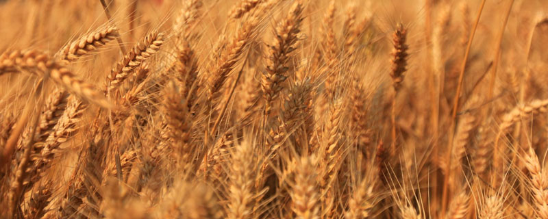 先麦23小麦品种的特性，弱春性品种