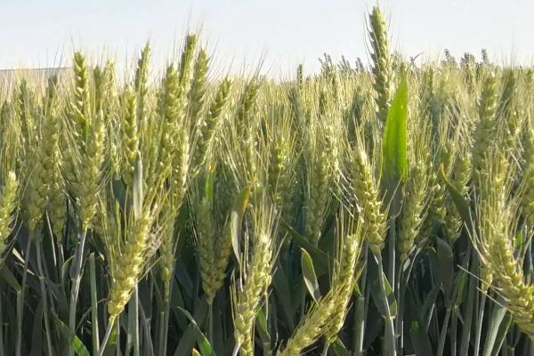 郑麦175小麦种子介绍，弱春性品种