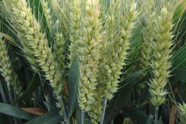 新植610小麦品种简介，适宜播种期10月上中旬