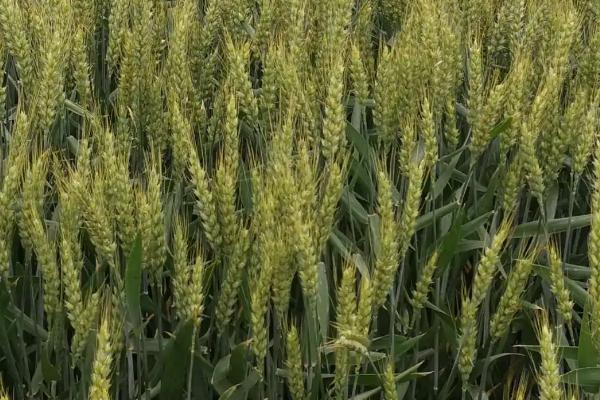 新植610小麦品种简介，适宜播种期10月上中旬