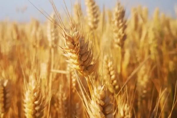 邓麦298小麦品种的特性，适宜播种期10月上中旬