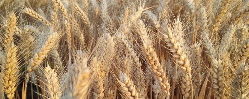 邓麦298小麦品种的特性，适宜播种期10月上中旬