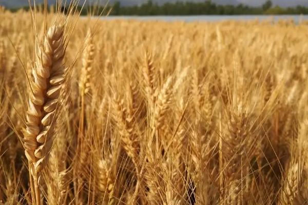 濮兴16号小麦种子介绍，每亩适宜基本苗16～20万