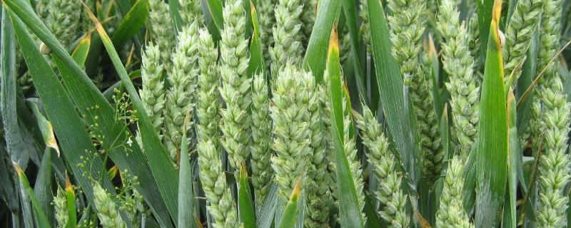 国阳537小麦种子特征特性，半冬性品种