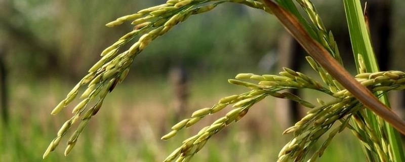 新丰12水稻种子特征特性，常规粳稻品种