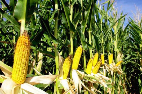 冈甜1号玉米种简介，每亩种植密度3200株左右