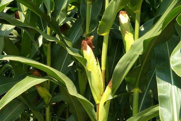 冈甜1号玉米种简介，每亩种植密度3200株左右