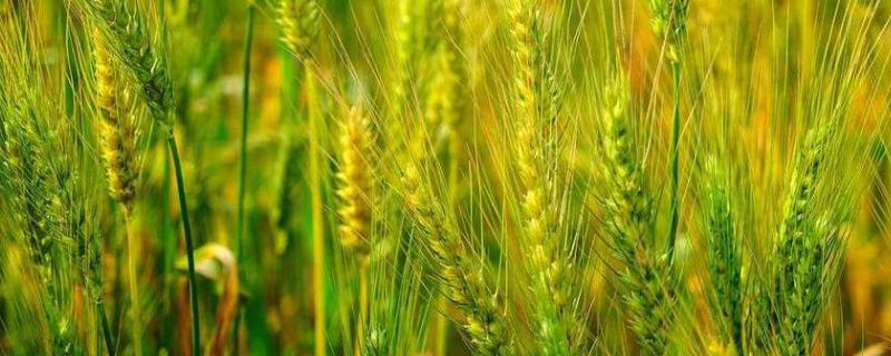 鄂麦605小麦种子特征特性，鄂北10月25日左右播种