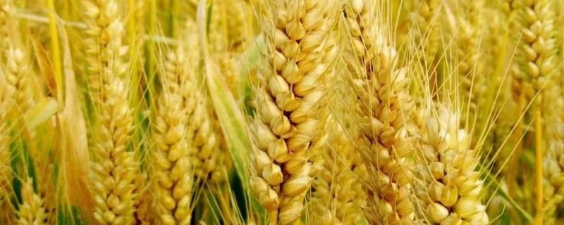 康麦806小麦品种的特性，属偏春性品种