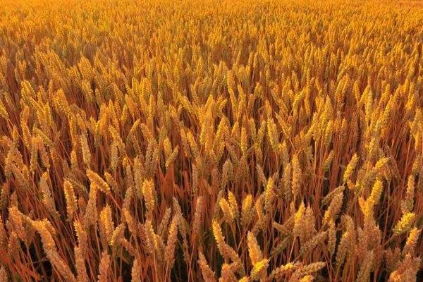 康麦806小麦品种的特性，属偏春性品种