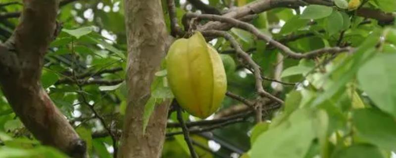 杨桃树的种植技术，可嫁接繁殖也可压条繁殖