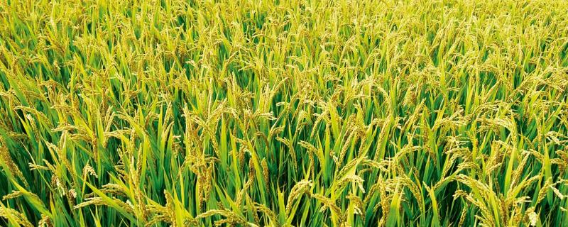 臻丰优1615水稻品种的特性，属中熟籼型中稻品种