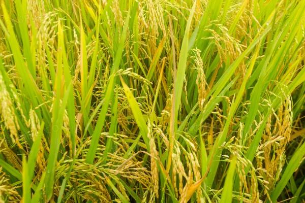两优楚禾占水稻种子特征特性，播种前宜用咪鲜胺浸种