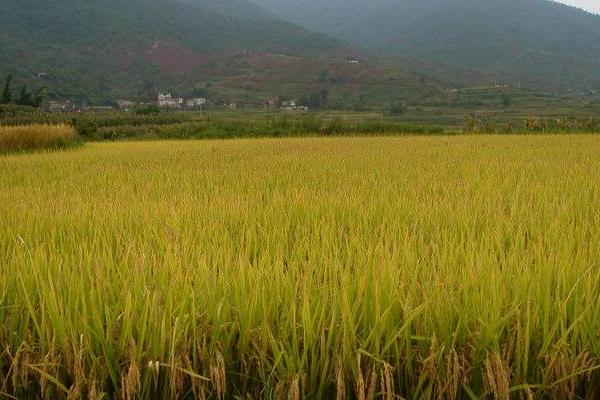 凯两优950水稻种子特征特性，属中熟籼型中稻品种