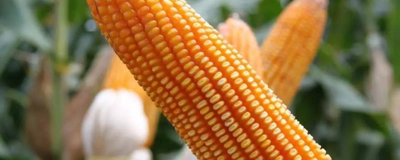 甜加糯916玉米种子介绍，每亩种植3000-3200株