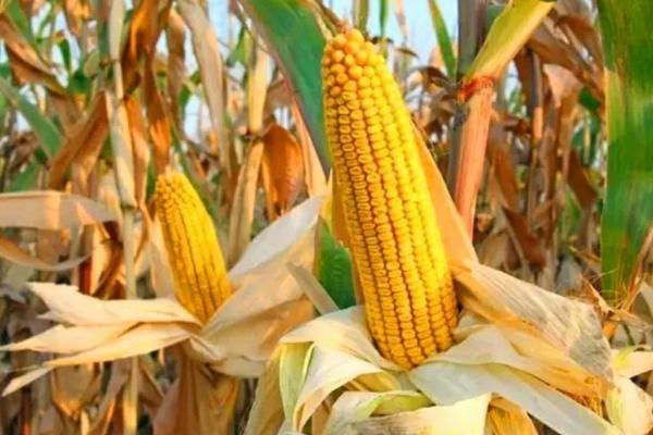 福玉19玉米品种的特性，及时防治纹枯病和玉米螟