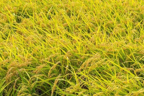 华浙优281水稻品种简介，籼型三系杂交中稻迟熟品种