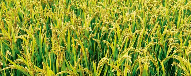 华浙优281水稻品种简介，籼型三系杂交中稻迟熟品种