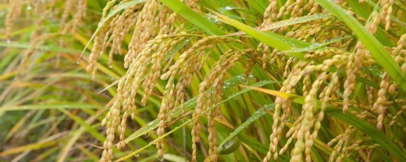 泓两优7228水稻种子简介，籼型两系杂交中稻迟熟品种
