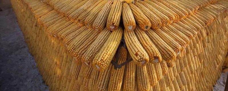 桂糯969玉米种子特征特性，该品种株型平展