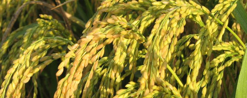河农丝占水稻种子介绍，晚造7月中旬播种