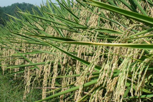 鄂丰丝苗水稻种子特点，每亩有效穗19.1万