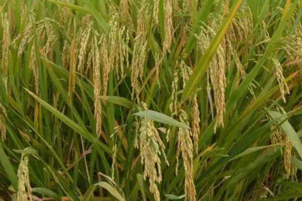 鄂丰丝苗水稻种子特点，每亩有效穗19.1万