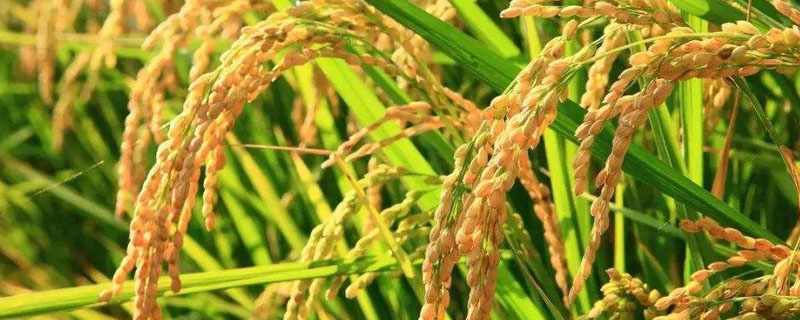 金农香占水稻品种简介，每亩有效穗数19.6万