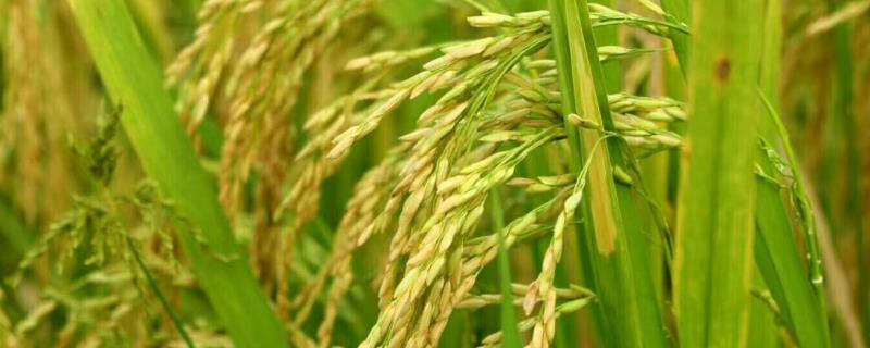 壮两优747水稻种子介绍，全生育期晚稻平均116.5天