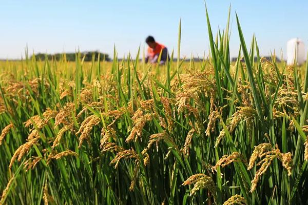 中浙优24水稻种简介，对螟虫的防治一定要掌握时机