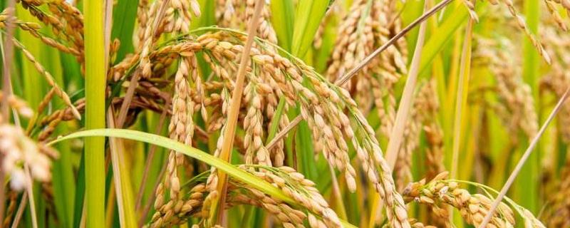 旱优217水稻品种的特性，选择对口农药做好病害防治