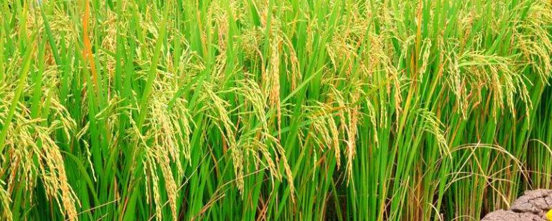 竹两优珍25水稻种子特点，每亩有效穗数18.6万