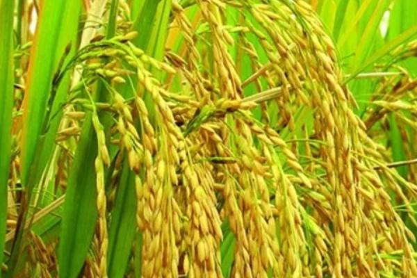 Q两优银泰香占水稻品种简介，全生育期早稻126.9天