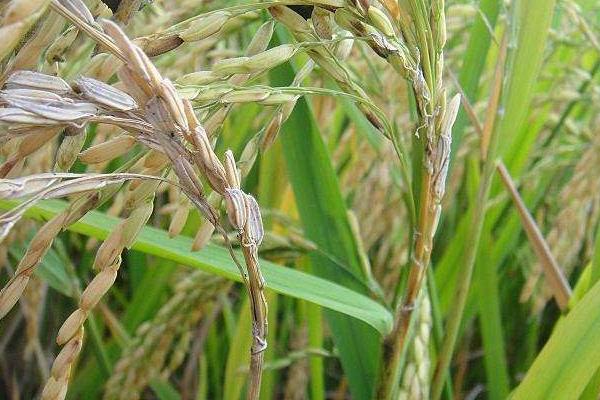 粮两优香妃娜水稻品种的特性，感温籼型两系杂交水稻品种