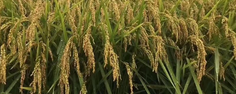 旱两优8208水稻种子介绍，尤其秧田期注意防治稻飞虱