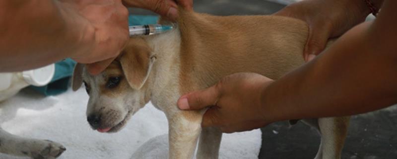 狗狗打疫苗前后的注意事项，接种前需确定一周内身体是健康状态