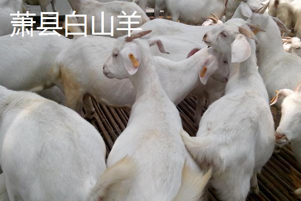 安徽省当涂县的特产，当涂酱菜远近闻名
