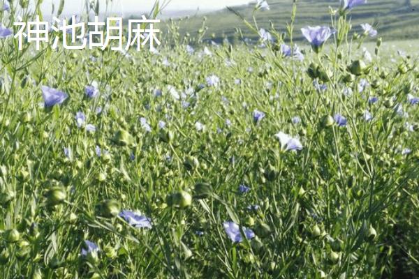 山西省神池县的特产，包括神池黑豆、神池黍子、神池羊肉等种类