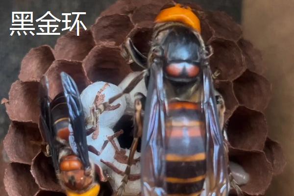 金环胡蜂有多大，最大体长可达50毫米