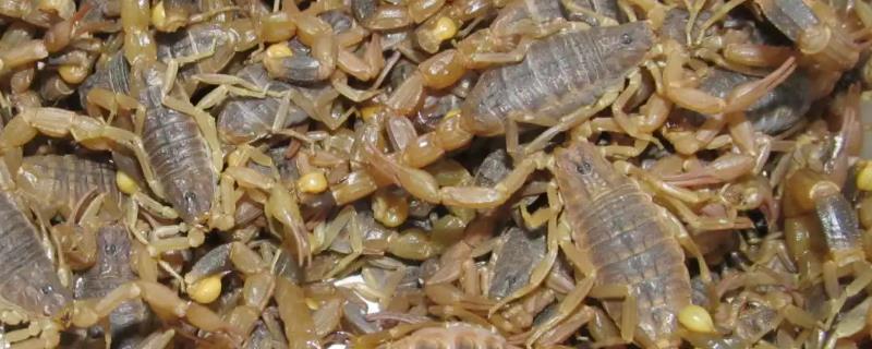养殖蝎子的技巧，适宜的养殖温度是28-38℃之间