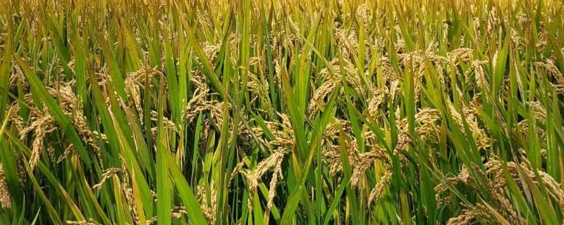旌优7863水稻品种简介，每亩有效穗数16.9万